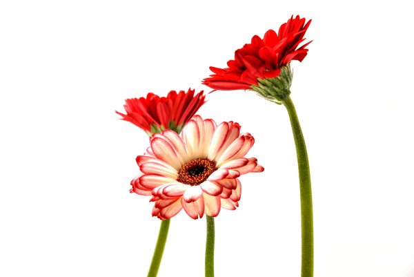 Картинки цветов на белом фоне