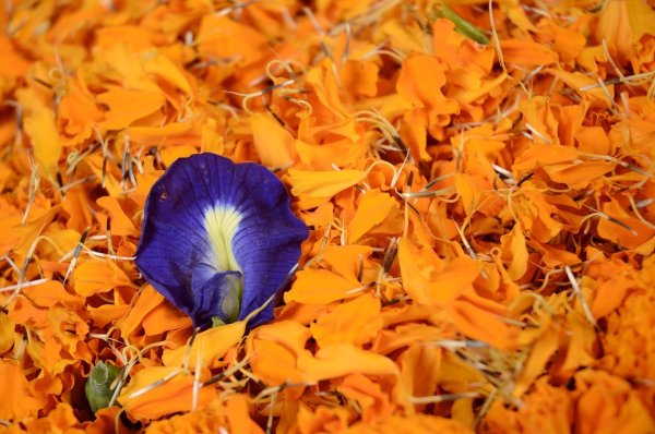 Дыхание растений