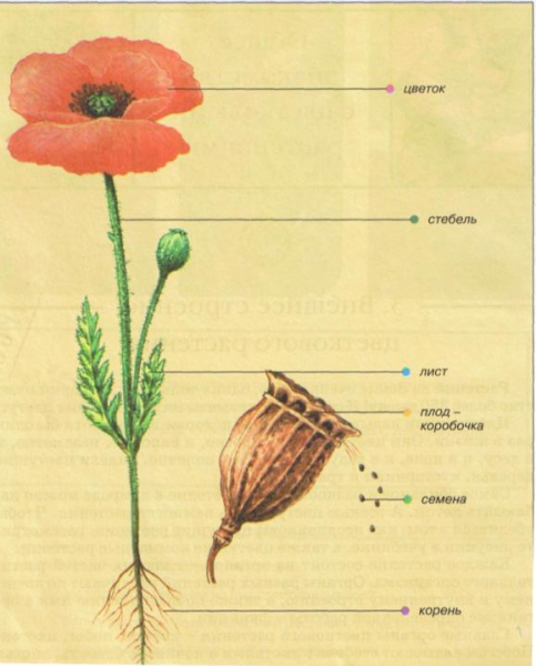 Восприятие цвета