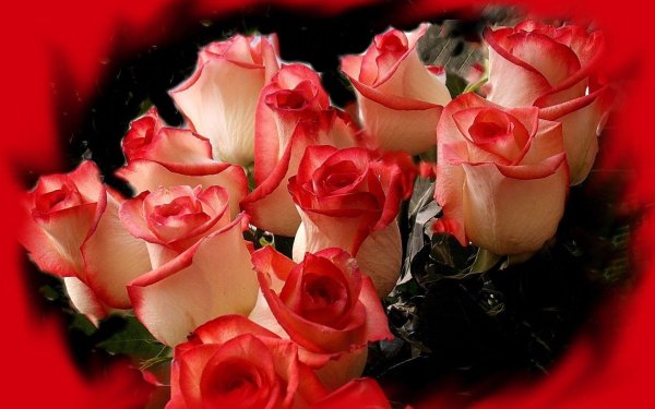 Цветы для Светланы