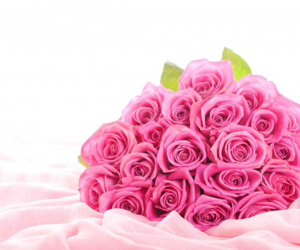 Самые красивые розовые розы