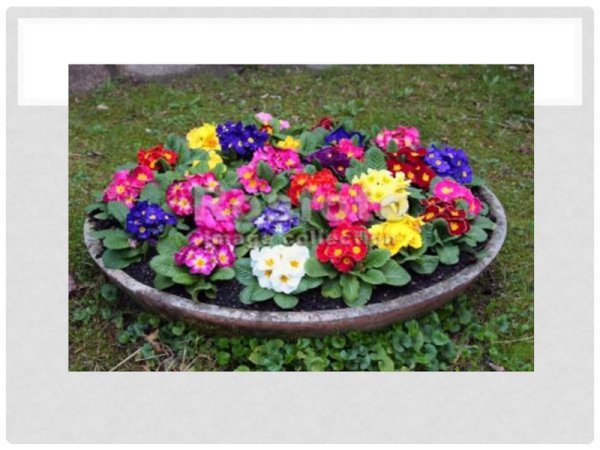 Цветы на клумбе для детей