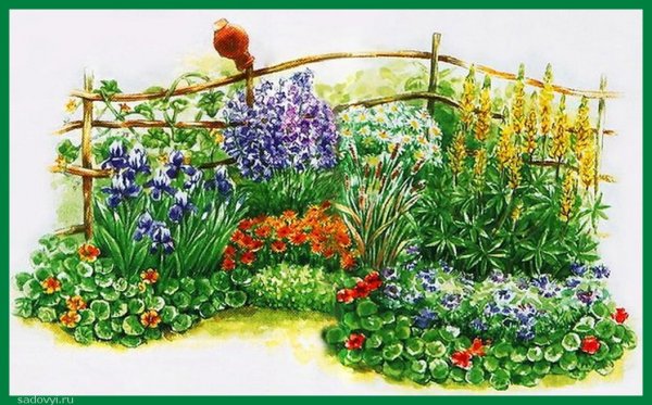 Цветники непрерывного цветения рудбекия