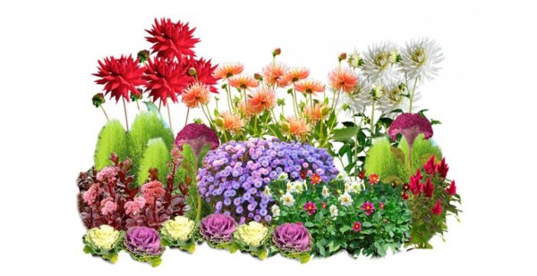 Садовые цветы