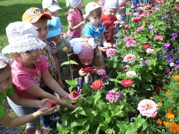Цветники детском в детском саду