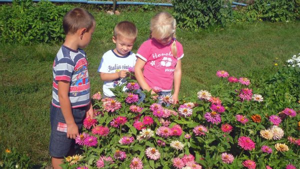 Цветы на клумбе детям в саду