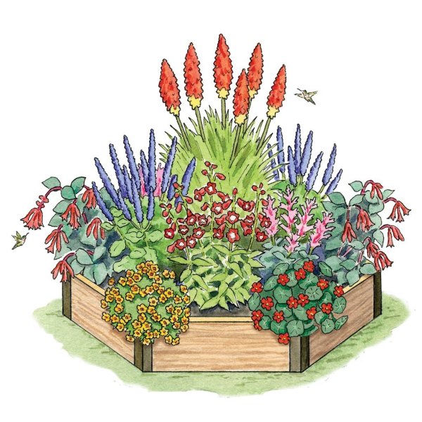 Клумба рисунок