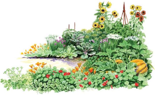 Пермакультурный сад схема посадки