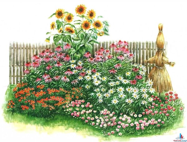 Цветник рабатка эхинацея Астра