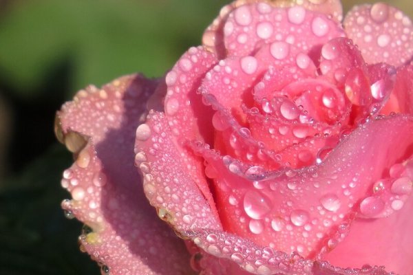 Розовые цветы в росе