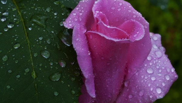 Роза с капельками росы