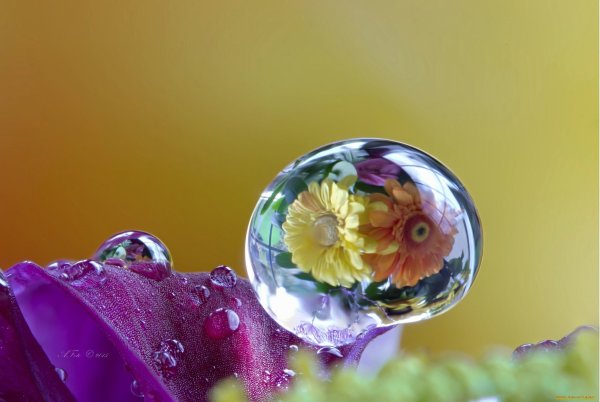 Капельки воды на цветах