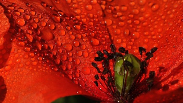 Капелька на цветке