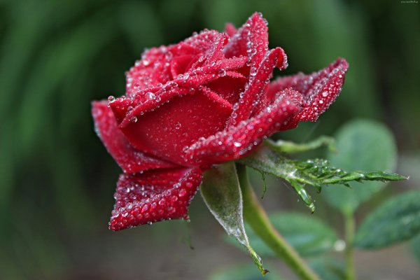 Красная роза с росой