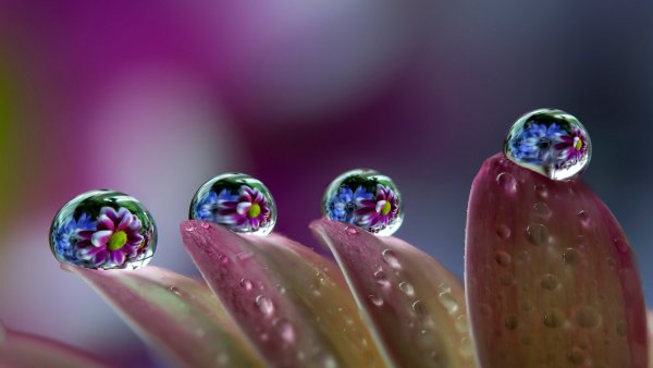 Роса на цветах