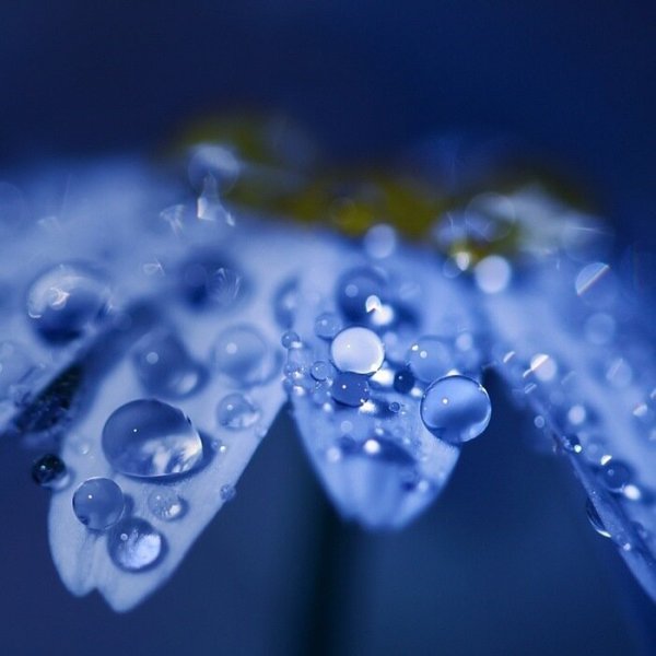 Цветы Макросъемка