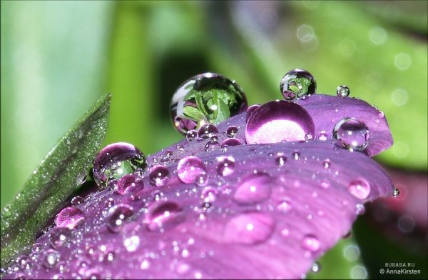 Цветы с капельками воды