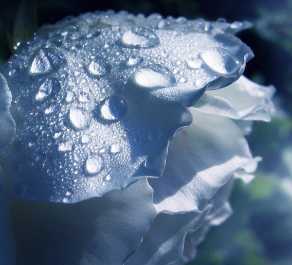 Разноцветные лепестки роз