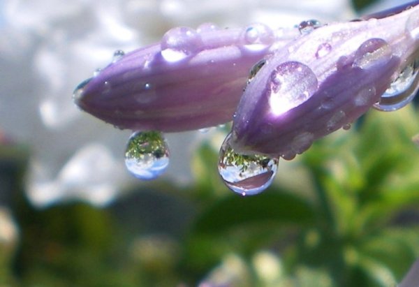 Макросъемка растений в росе