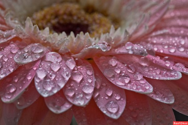 Красивые тюльпаны в росе