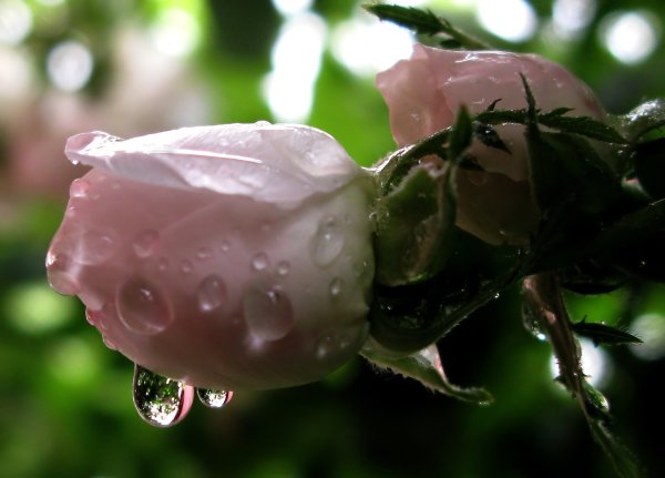 Цветы макро