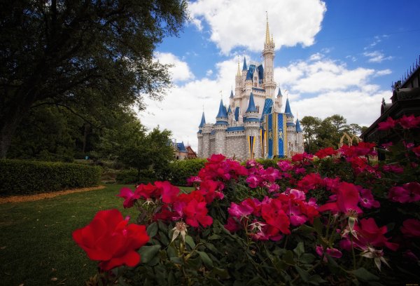 Тюльпан Диснейленд Париж