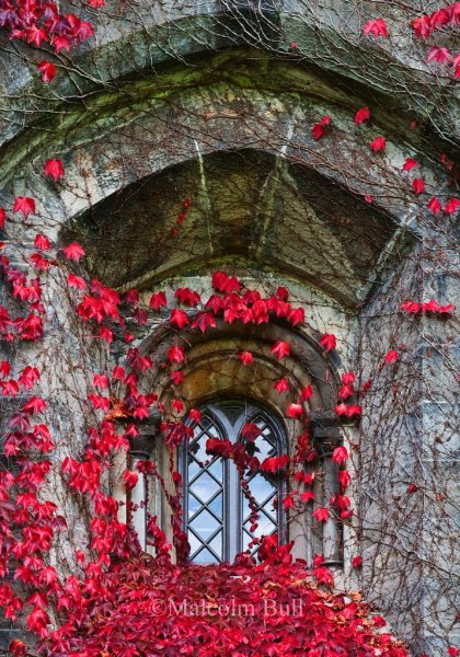 Плющ замок Эстетика