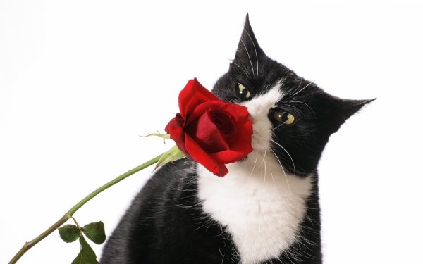 Котик с розой