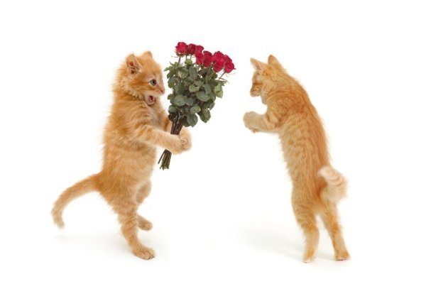 Коты дарят цветы