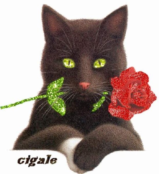 Коты с цветами в лапах