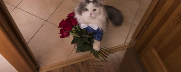 Кот с цветами в лапах