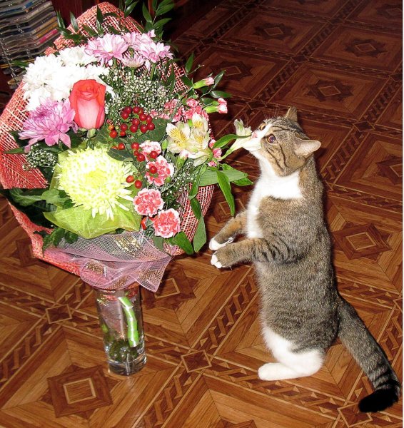 Котик с букетом