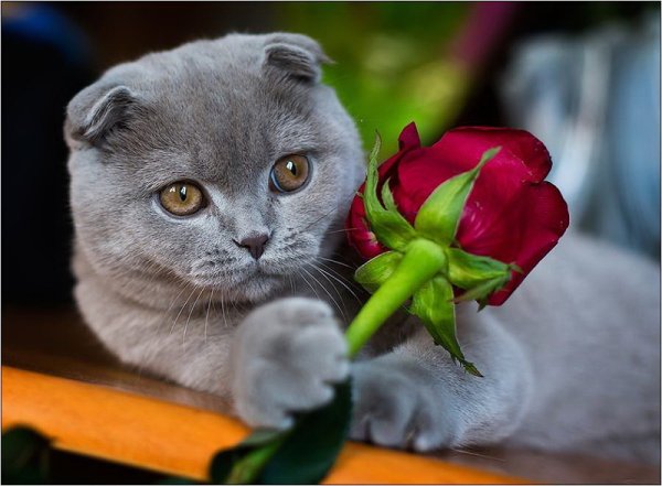 Шотландская вислоухая с цветком