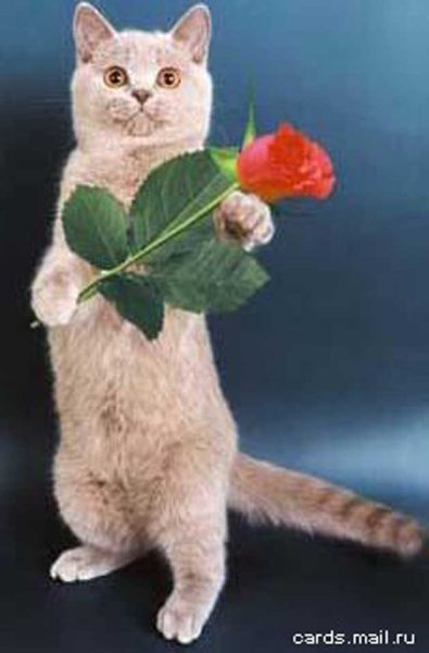 Котик с цветочком