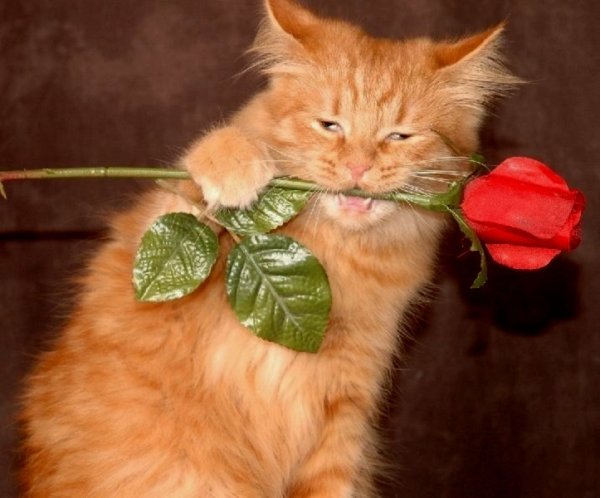 Рыжий кот с цветами