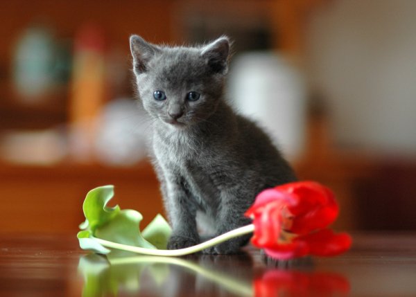 Кот с цветком в зубах