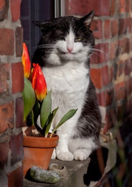 Котенок дарит цветы