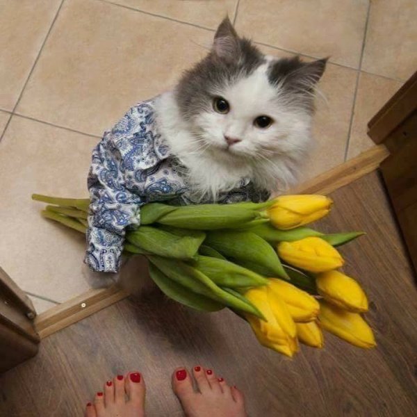 Котик с розой