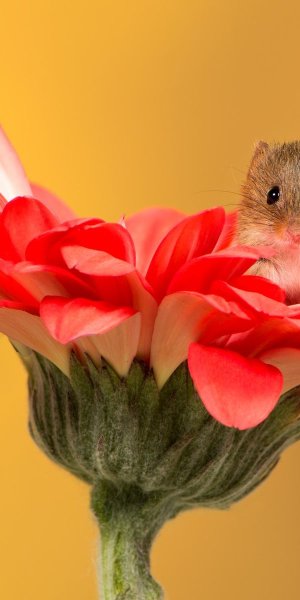 Мышка с цветочком