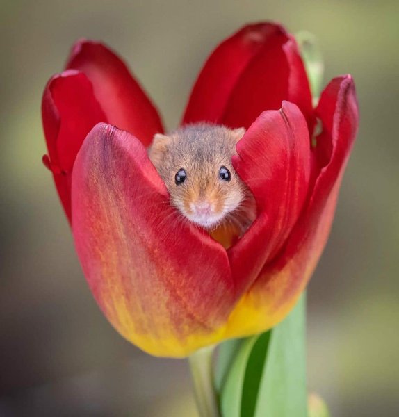 Мышки из живых цветов