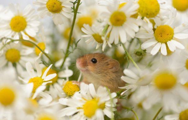 Хомячок в цветах