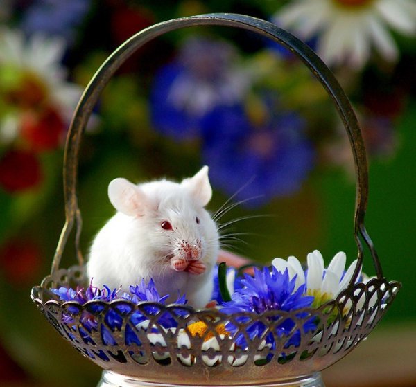 Мышь с цветами