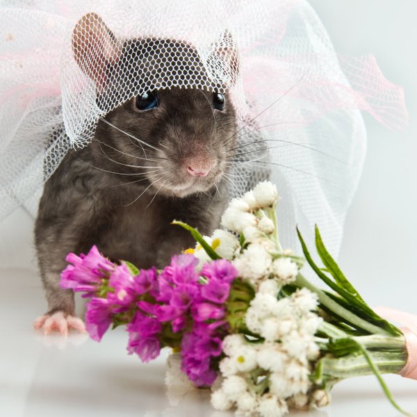 Красивые крысы