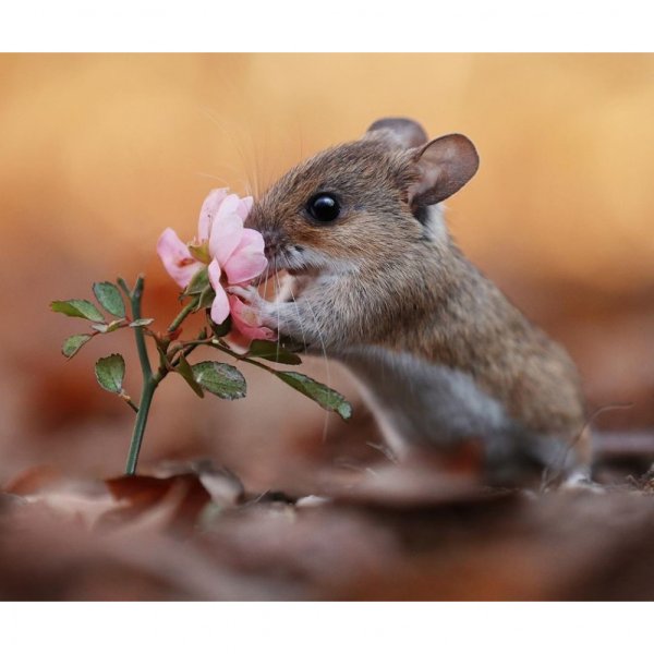 Мышка с цветочком