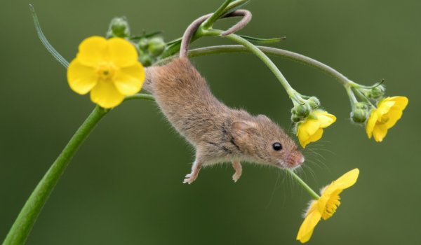 Крыса с цветочком