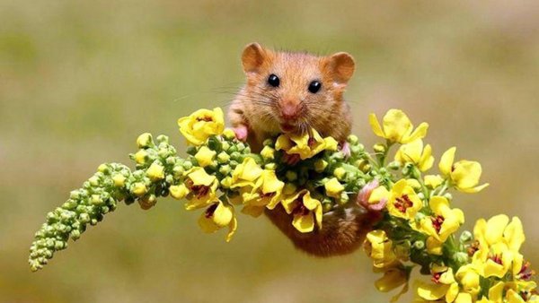 Мышка с цветочком открытка