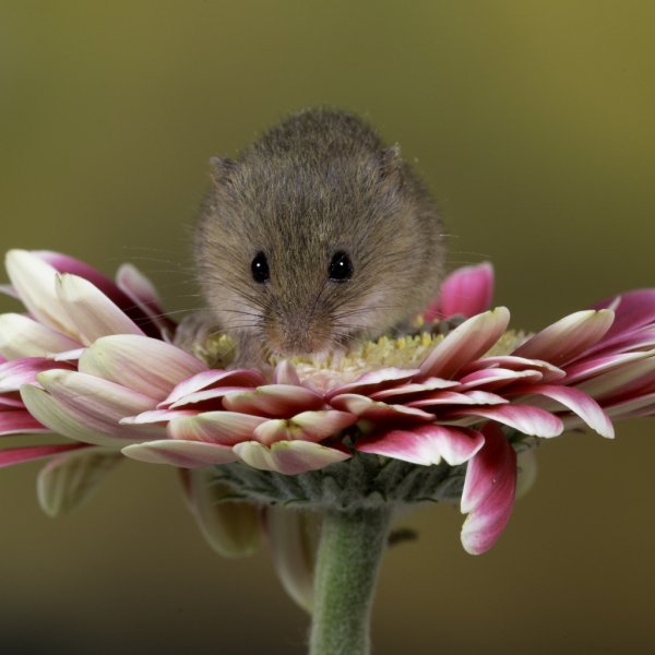 Мышь с цветами