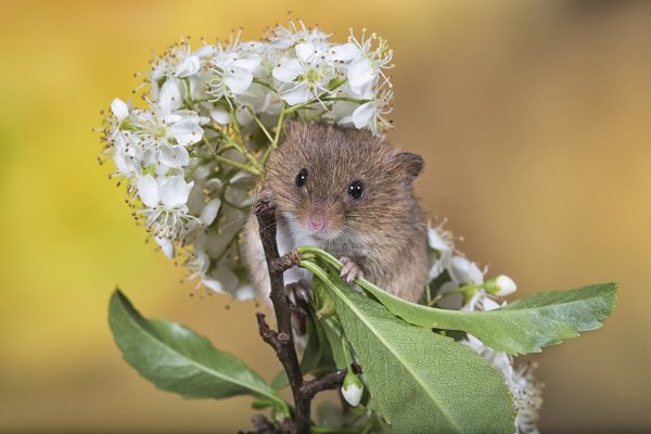 Мышонок с цветами