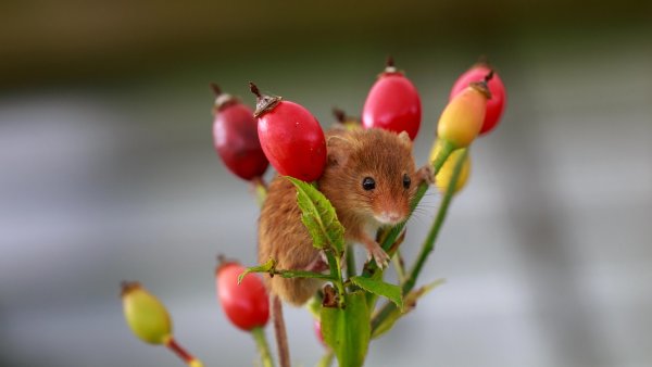 Мышка в бутоне