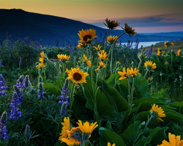 Природа цветы